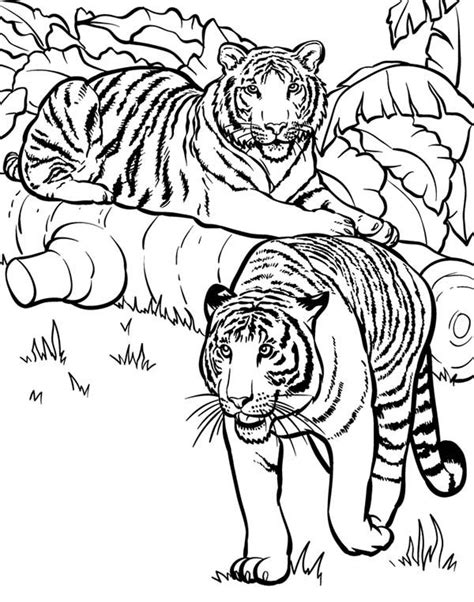 Coloring Pages Of Lions And Tigers