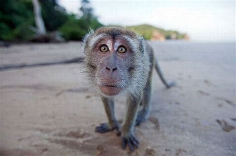 22 Funniest Monkey Face Pictures That Will Make You Laugh