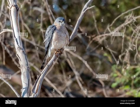 Levant Sparrowhawk Accipiter Brevipes Male Perched Near The Gate Of