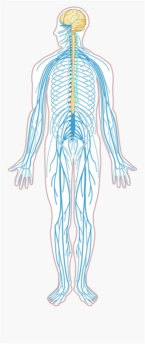 Voluntary Nervous System Diagram Voluntary Action And Involuntary
