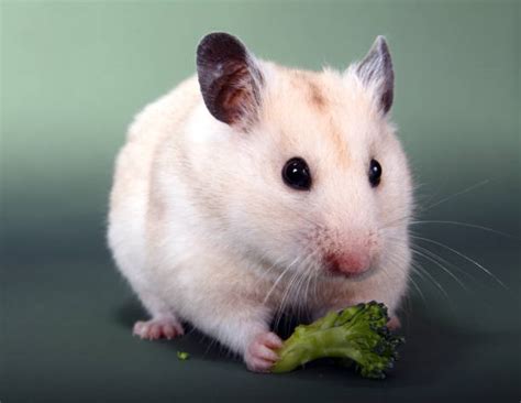 Royalty Free Syrian Hamster Pictures Images And Stock Photos Istock