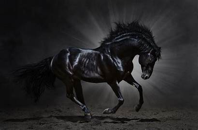 Horse Amazing Dark Animal Wallpapers Wallpaperup Griva