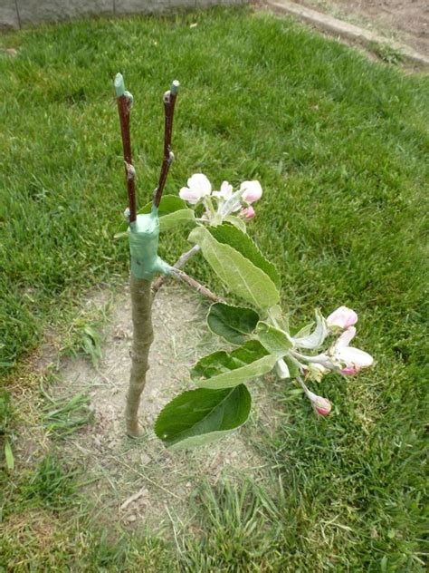 How To Graft A Fruit Tree Grafting Fruit Trees Grafting Plants Fruit