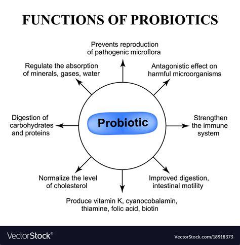 Functions Of Probiotics Infographics Royalty Free Vector