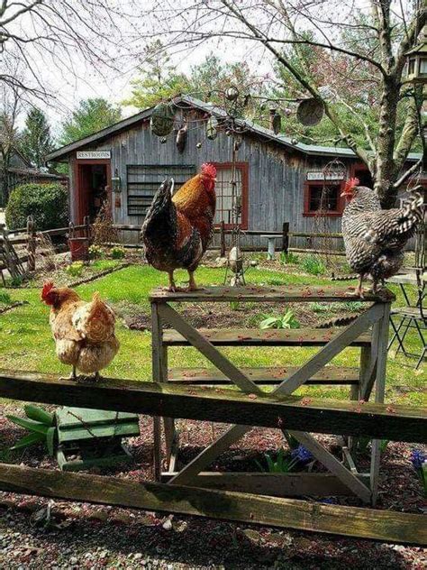 Pin By Debby👑👗🌼 Machado On Country🏞️life Chickens Backyard Chickens