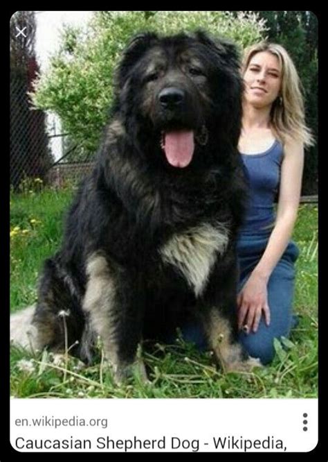 Caucasian Shepherd Russian Bear Dog W Human For Size Comparison