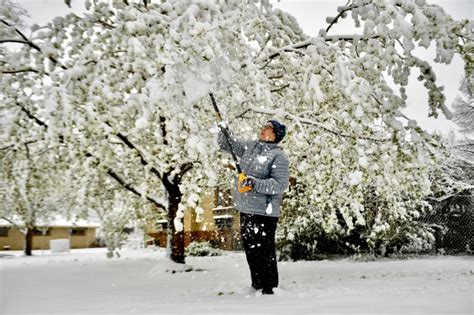 Photos Spring Snow Storm In Colorado Blankets Blossoms The Denver Post