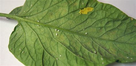How To Get Rid Of Whiteflies The Natural Way Blog Growjoy