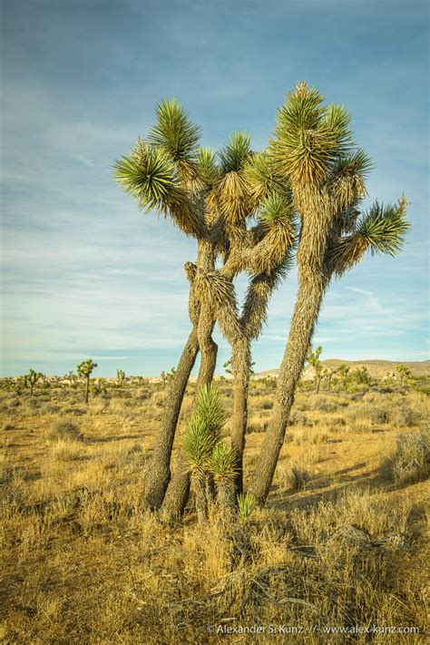 Joshua Trees Yucca Brevifolia Triptych Alexander S Kunz Photography