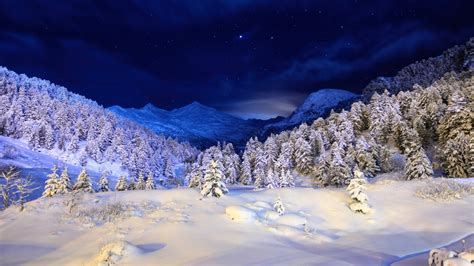Wallpapers Seasons Winter Sky Forests Snow Night Trees