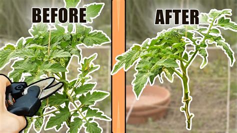 How Do You Prune Tomato Plants Removing Leaves And Suckers From Tomato