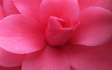 When your walls bloom, your entire home shines. 49+ Free Pink Flower Wallpaper on WallpaperSafari