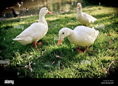 Three White Ducks On A Meadow Stock Photo Alamy