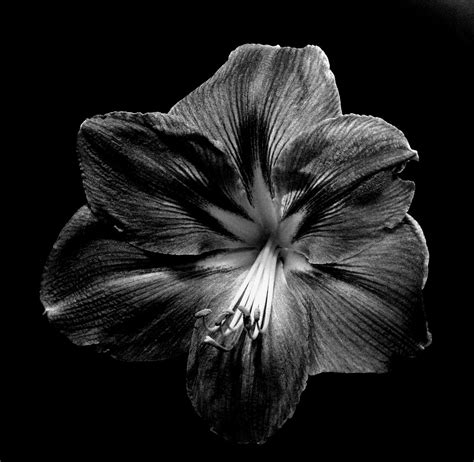 ∅ jpg bild schwarz weiß machen schwarzweißbilder mit paint computer bild ~ je nachdem wie sie den bevorzugten grafikinhalt in ms paint ge. "schwarze Amaryllis" Foto & Bild | pflanzen, pilze ...