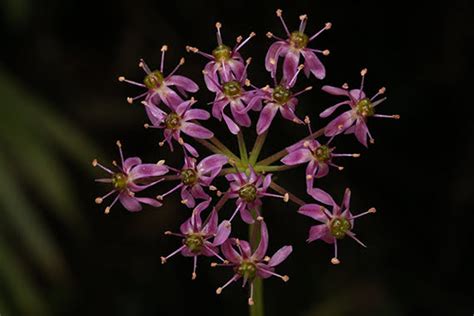 Allium Wallichii Kunth