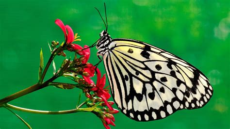 1740 Monarch Butterfly Wallpaper Hd Rare Gallery Hd Wallpapers