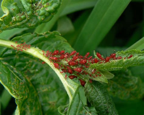 Watching nature and especially the animals is my passion. Blood-red aphids | Last year there were at least 10 times ...