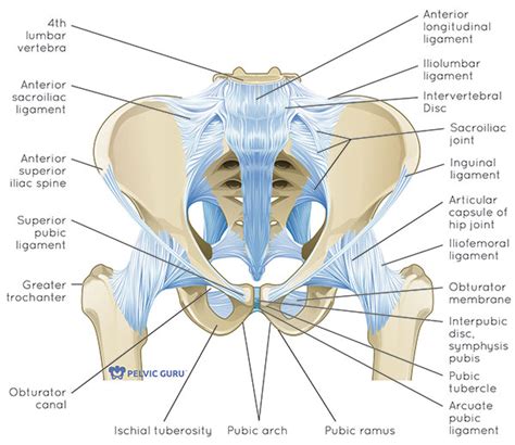 Anterior Pelvic Ligaments Anatomy