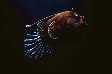 Curious Kids How Would The Disappearance Of Anglerfish Affect Our