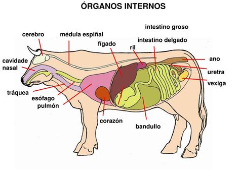 Anatomia De Bovino Pdf Vacas Leche