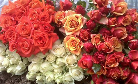 13 Manfaat Bunga Mawar Untuk Kesehatan Dan Kecantikan Regita Cahyani