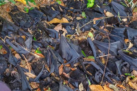 Climate Change Sparks Fears For Flying Foxes After 23000 Deaths The