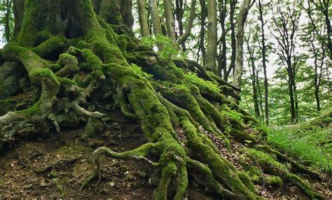 Jika umbi akar ditanam bersama dengan pangkal batangnya, maka pada pangkal batang itu akan tumbuh tunas. Pengertian Akar, Bagian Bagian akar, Jenis , Ciri-Ciri dan ...
