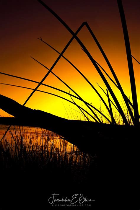 In The Reeds At Dawn Bliss Photographics Portrait Wyoming