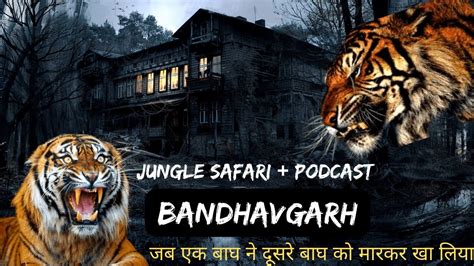 Bandhavgarh Magadhi Zone नरमस भकषण Tiger Safari जब एक बघ न
