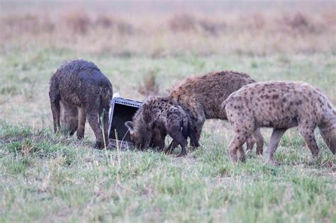 Hyena Enrichment Prototype Interaction Design In The Wild