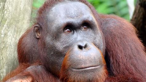 Human Like Speech Seen In Orangutans For The First Time Nova Pbs