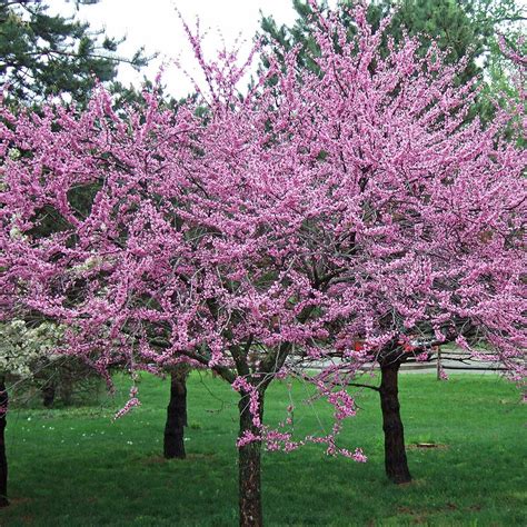 Spring is in the air and lawn service professionals are ready to make dallas lawns look their best. 10 Best Flowering Trees and Shrubs for Adding Color to ...