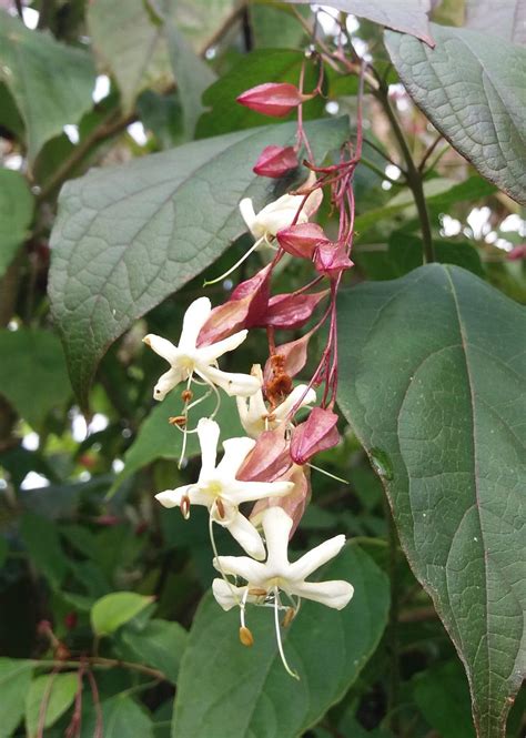 Clerodendrum Trichotomum Var Fargesii Best In Horticulture