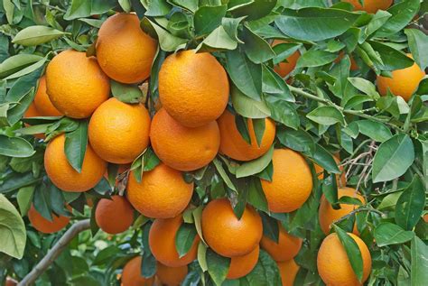 Citrus Greening Usda Announces 45m Of Grants
