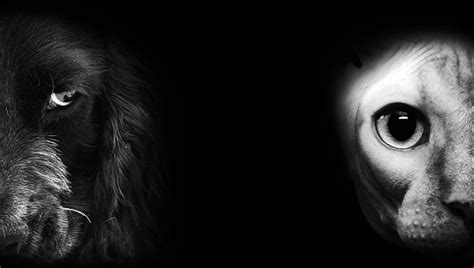 Cat And Dog Portrait In Dark Stock Photo Download Image Now Istock