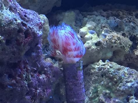 Coco Worm Help Reef2reef Saltwater And Reef Aquarium Forum