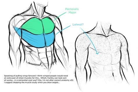 Torso Anatomy For Artists How To Draw The Torso Easier An Illustrated