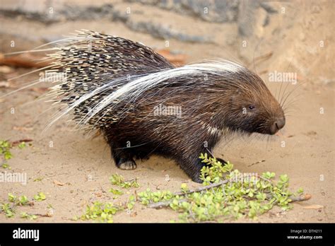Cape Porcupine South Africa Hystrix Africaeaustralis Stock Photo