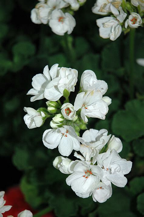 Patriot White Geranium Buchanans Native Plants