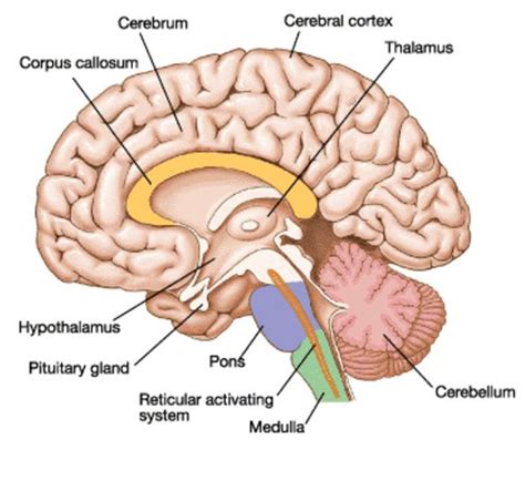 Human Brain Diagram Side View Parts Stock Photo 83941303 Shutterstock