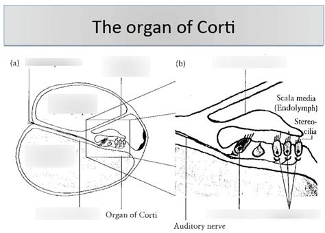 Organ Of Corti Diagram Quizlet