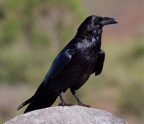 Common Raven San Diego Bird Spot