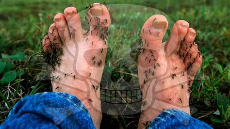 Mosquito Bites Will Be DEADLY This Summer 