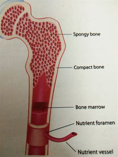 The Parental Magazine How Is Bone Marrow Formed