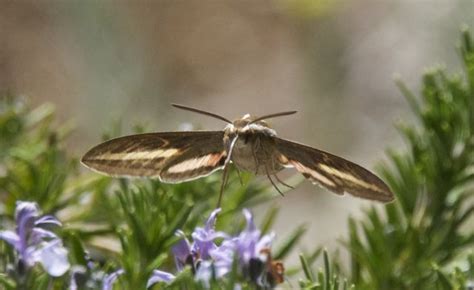 White Sphinx Moth Visits Our Rosemary Plant Rosemary Plant Moth