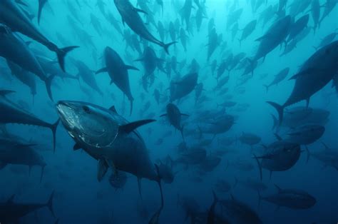 Blue Fin Tuna © Brian J Skerrynational Geographic Image Collection