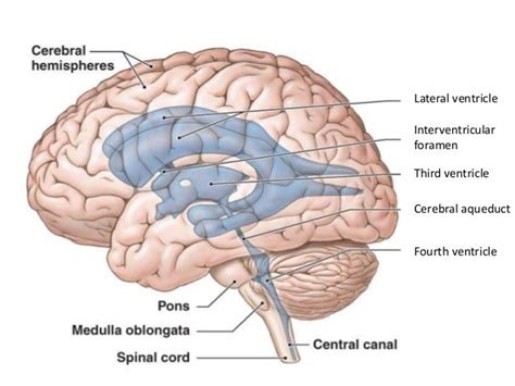 Ventricles Of The Brain