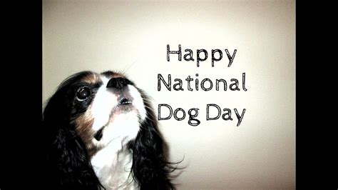 Happy National Dog Day Youtube