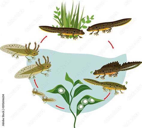 Newt Life Cycle Sequence Of Stages Of Development Of Crested Newt From
