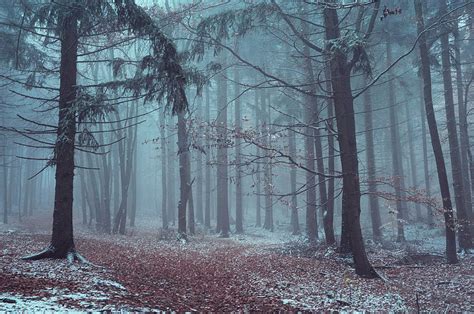 Mysterious Winter Woods Photograph By Jenny Rainbow Pixels